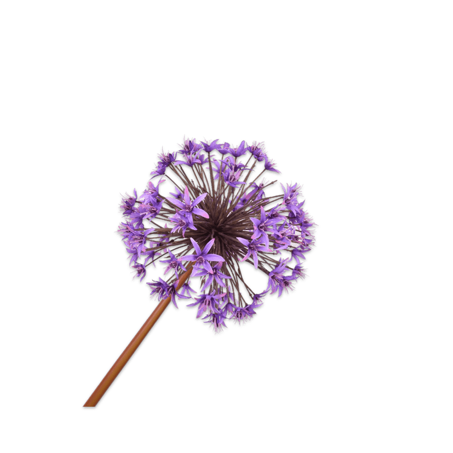 Allium Stem purple 100cm