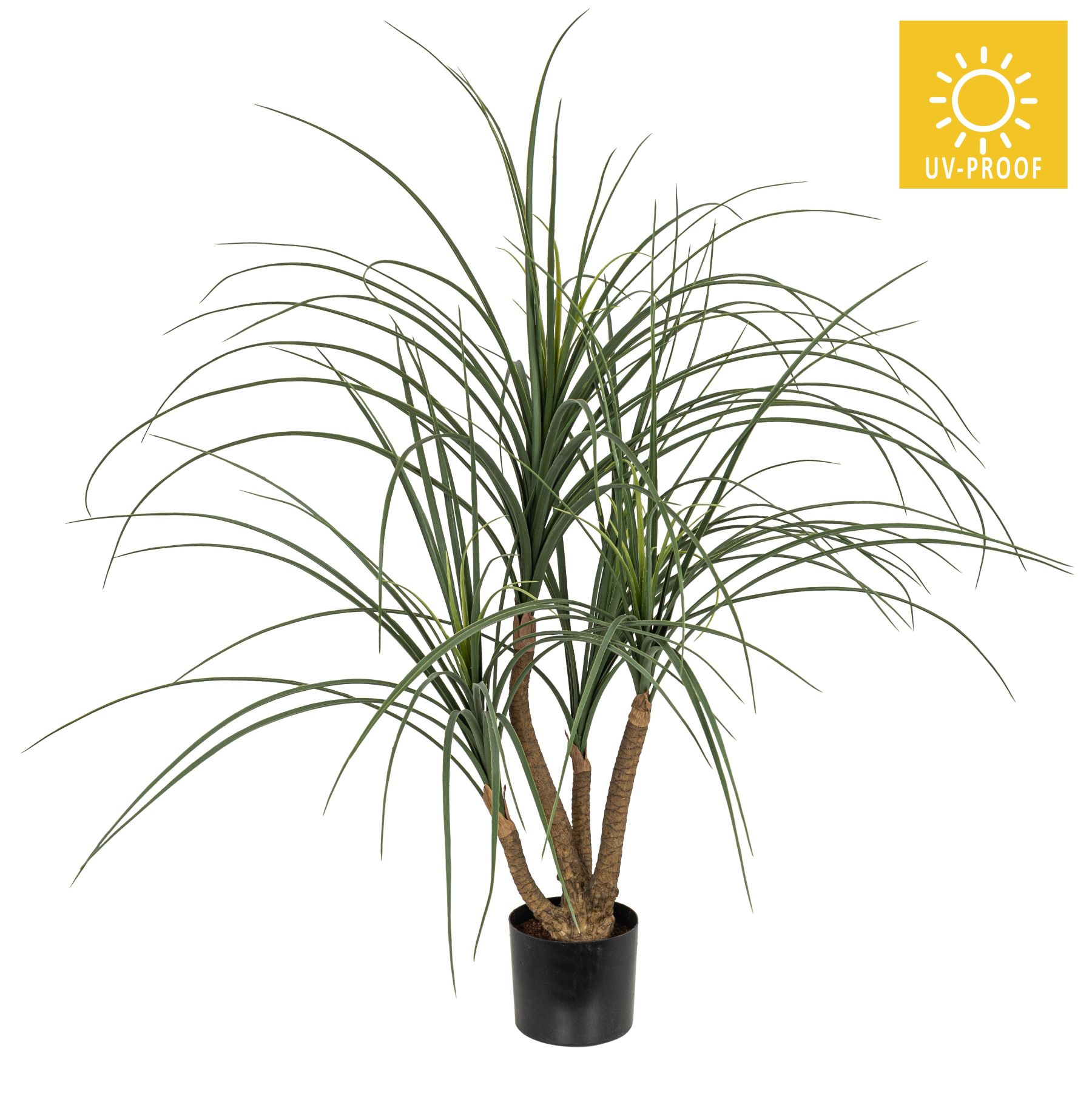 Drachenbaum UV im Topf 90cm