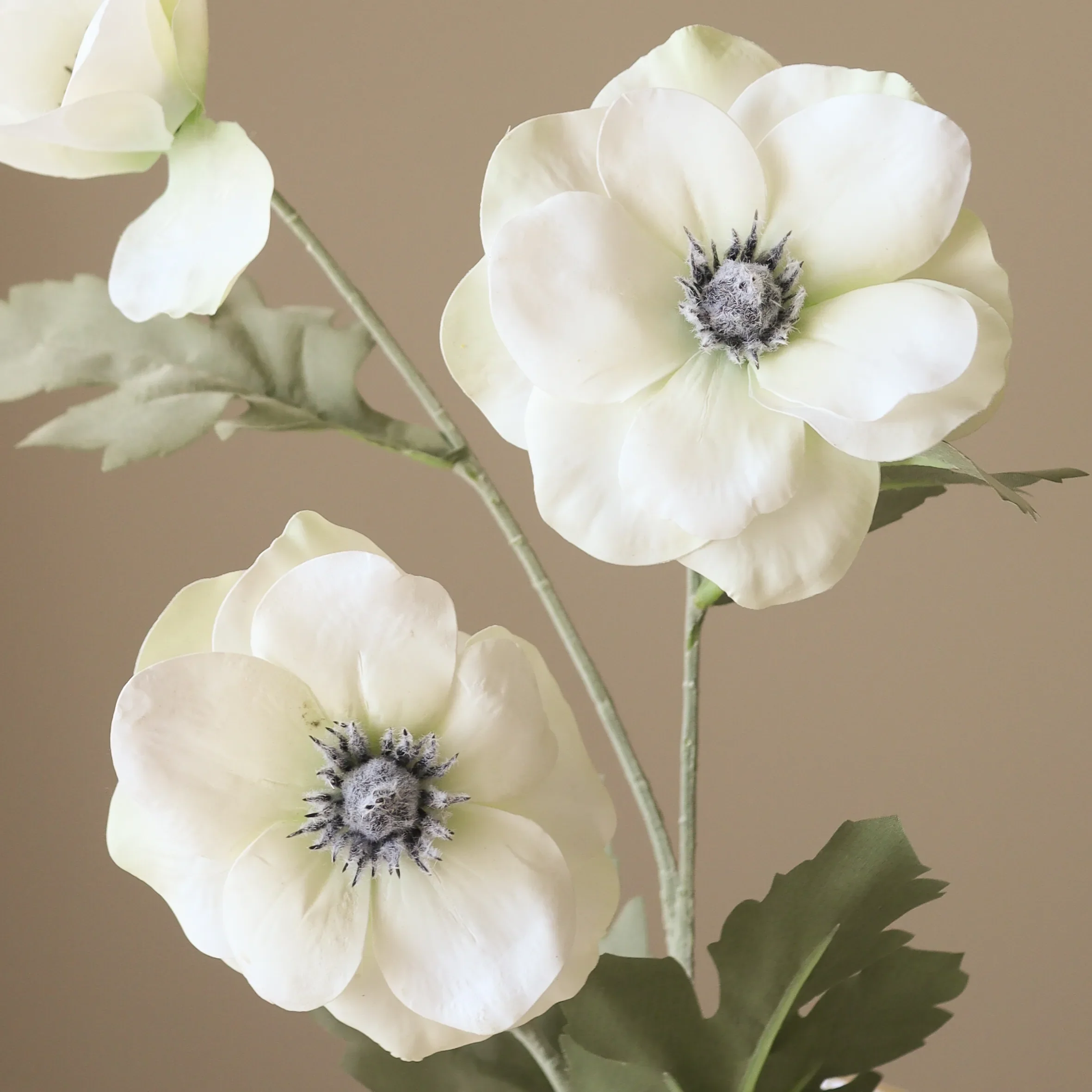 White Anemone Flower