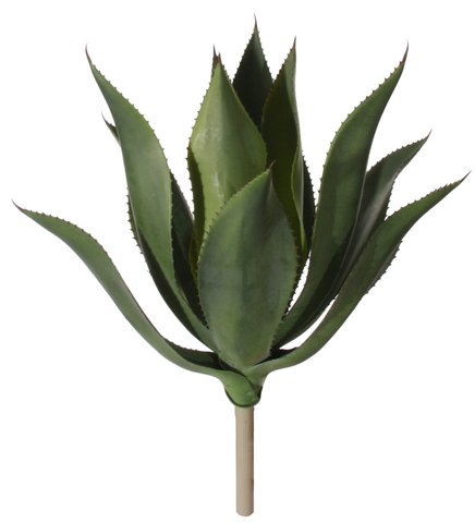 Agave Plant H55