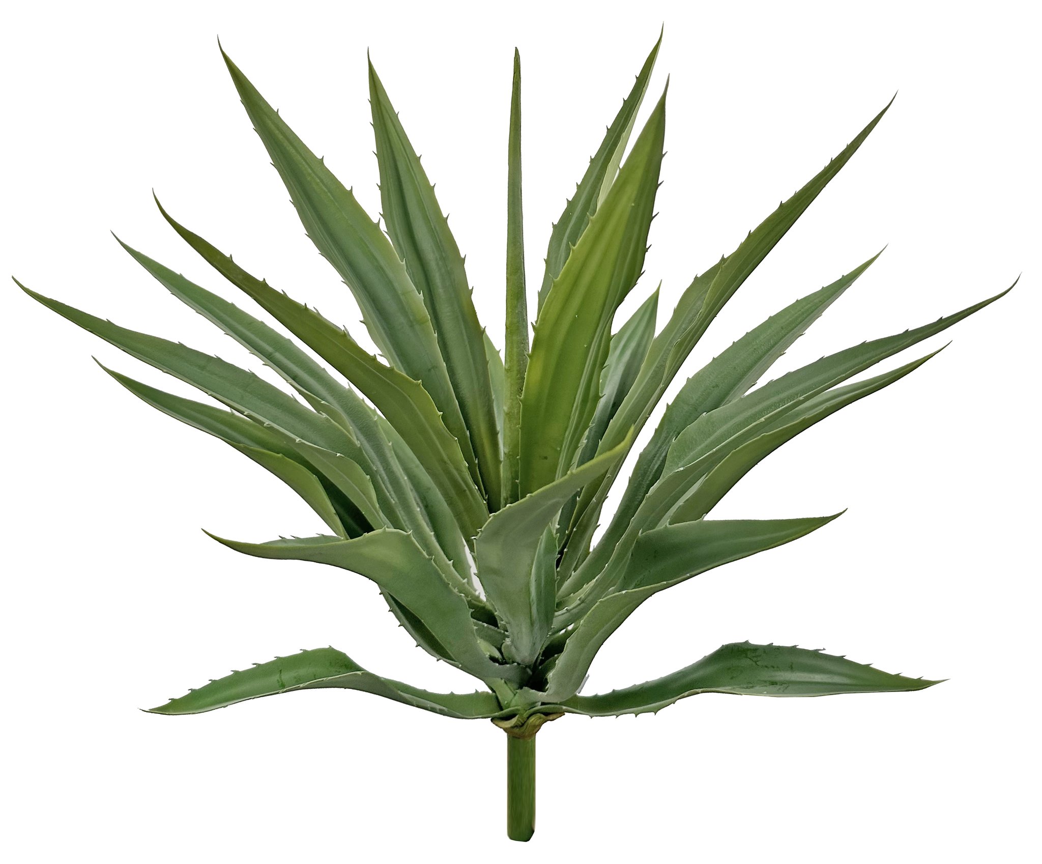 Agave Plant green H75cm