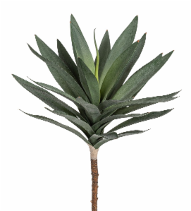Agave 40cm grün