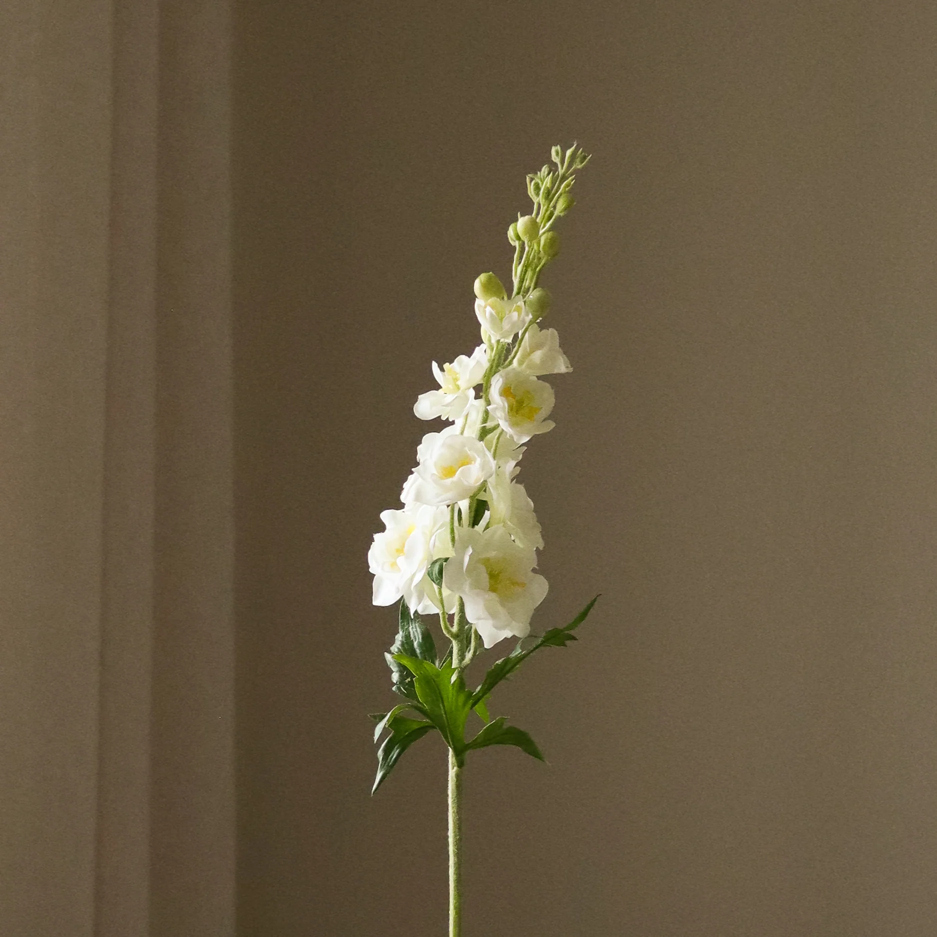 White Delphinium Flower
