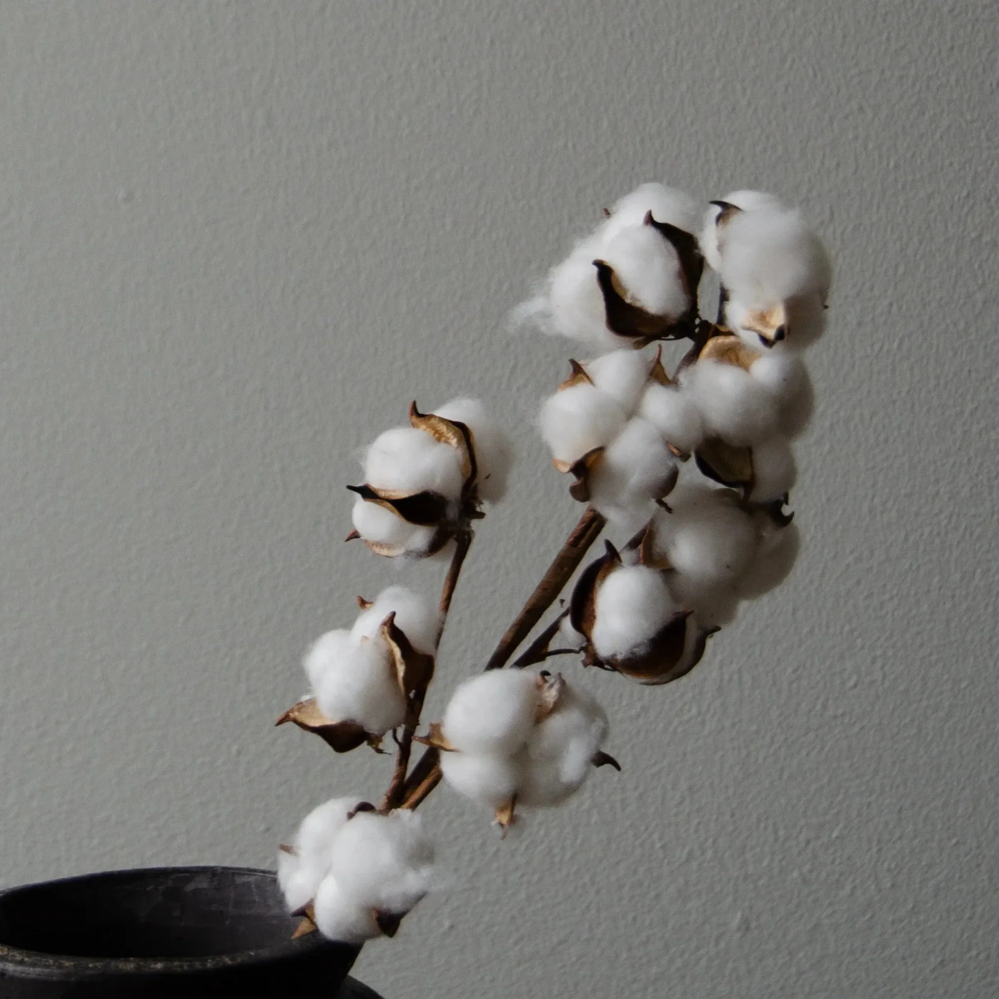 White Dried Cotton Branch