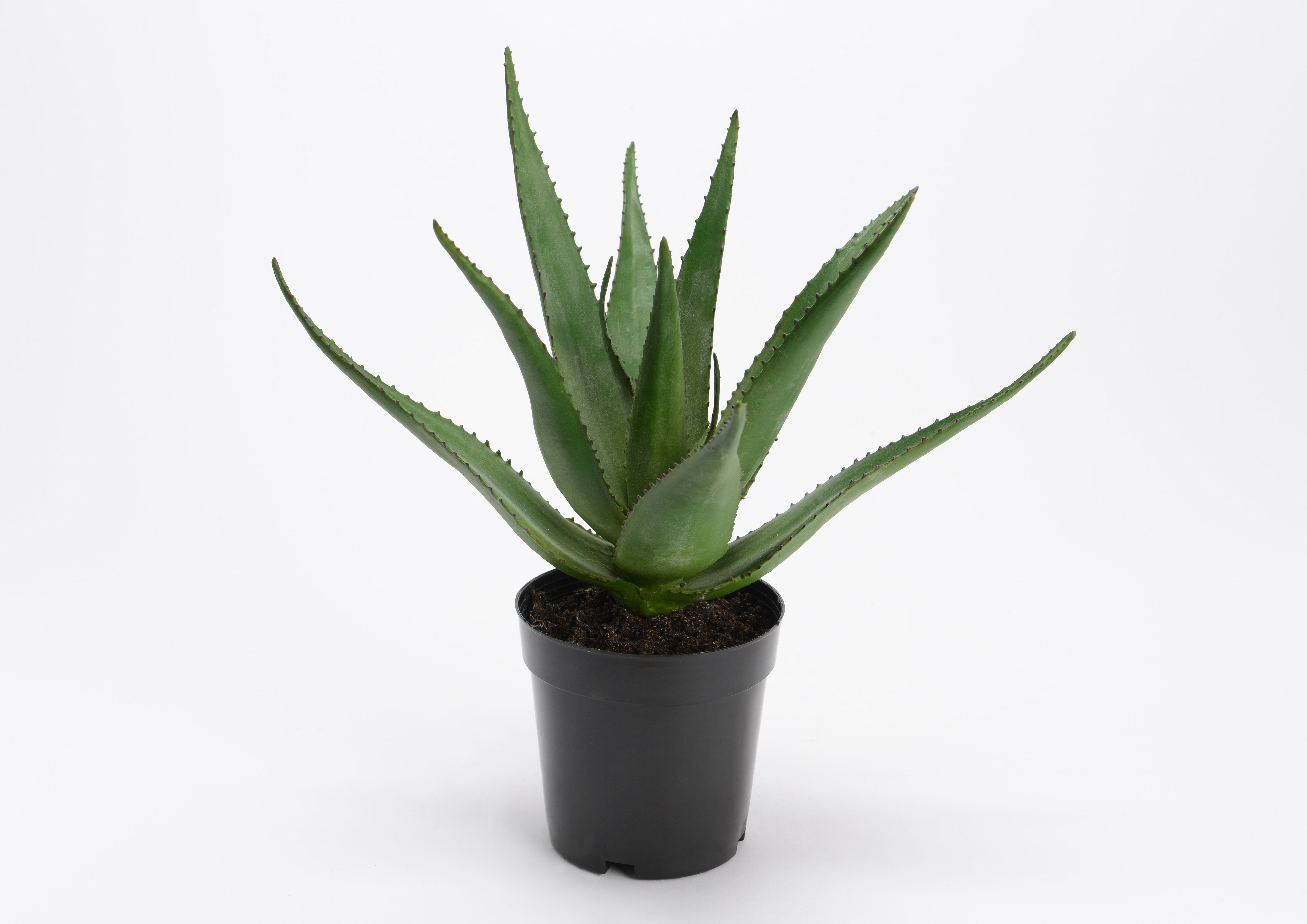 Aloe Ferox Pot H38
