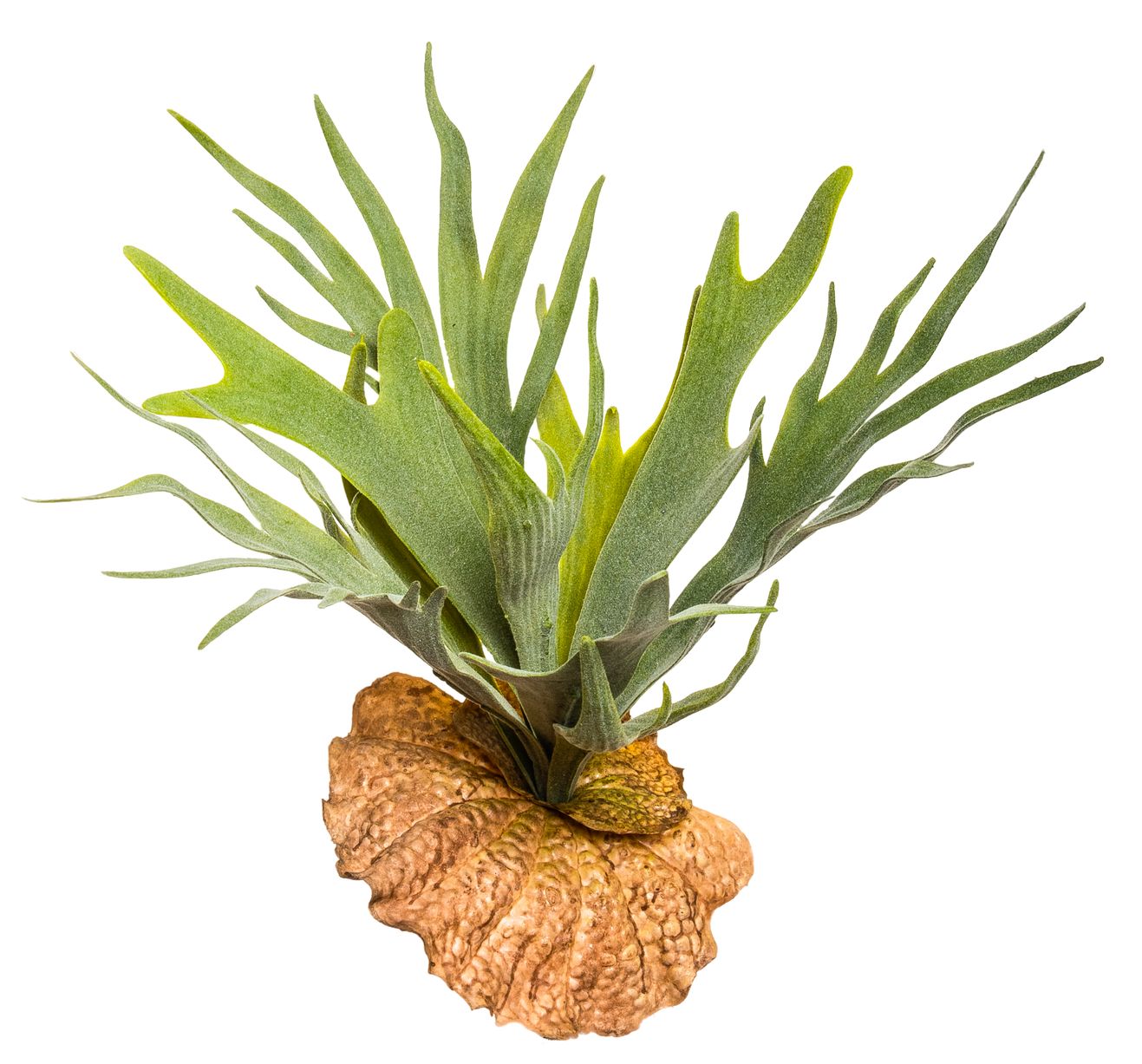 Geweihfarn 32cm grün-weiß
