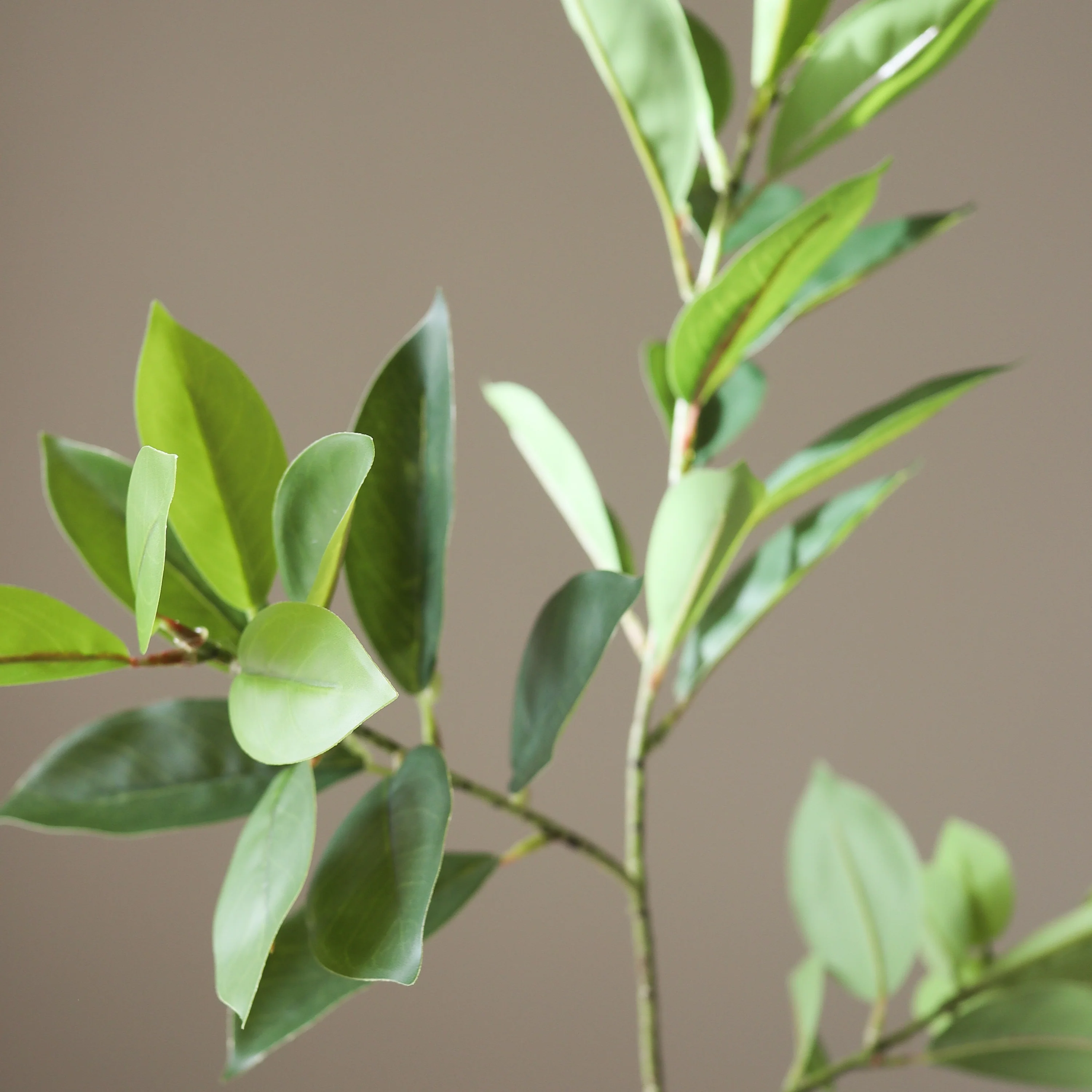 Green Ruscus Leaves