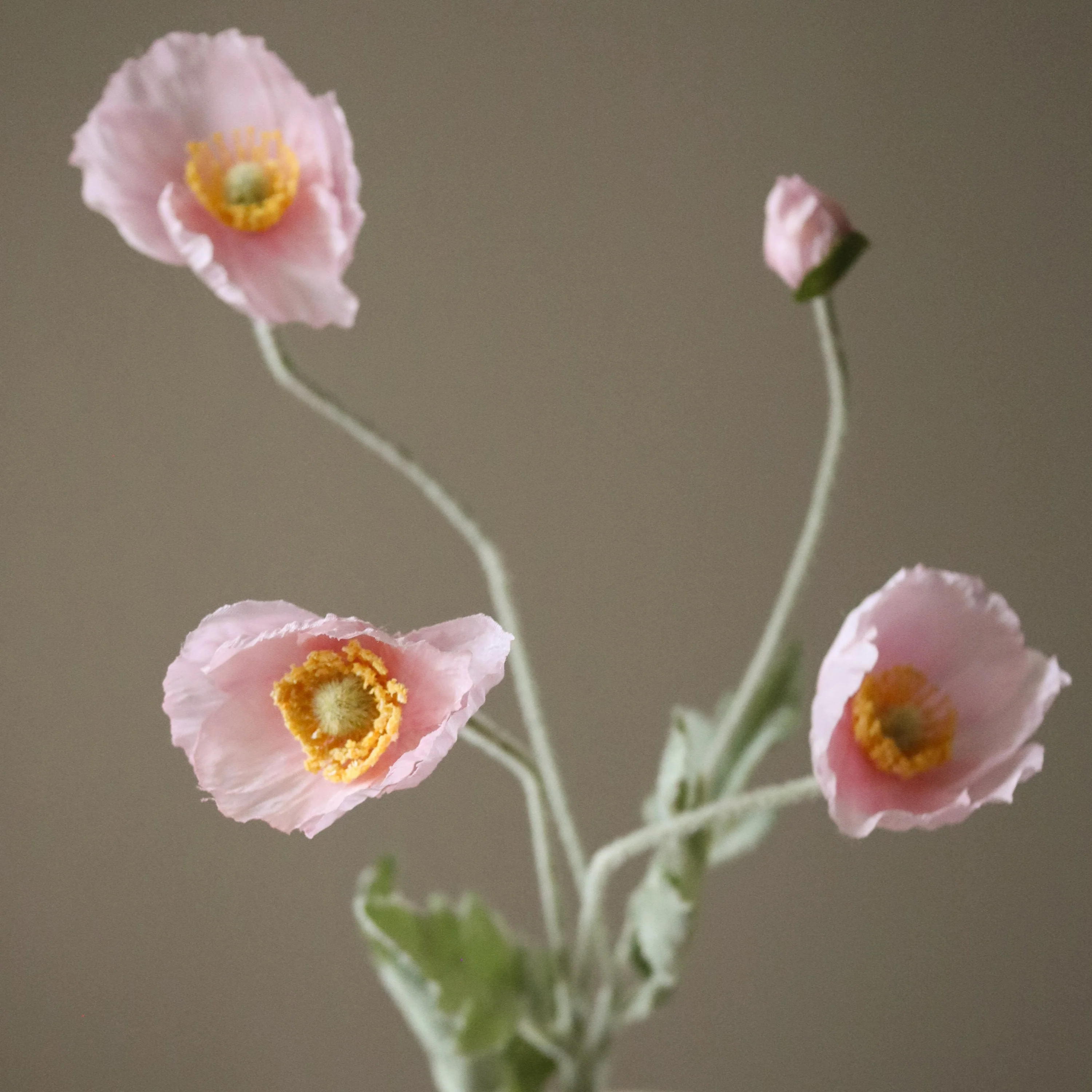 Light Pink Poppy Flower