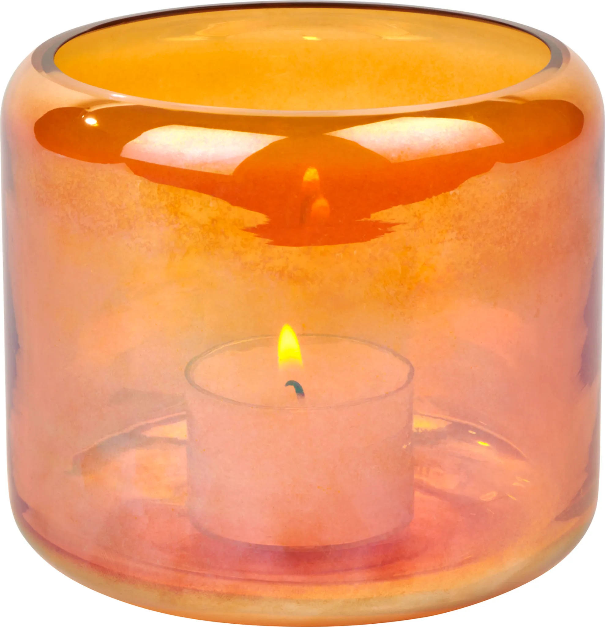 WL Oudon Glas strelitzie WL Oudon Glas strelitzie