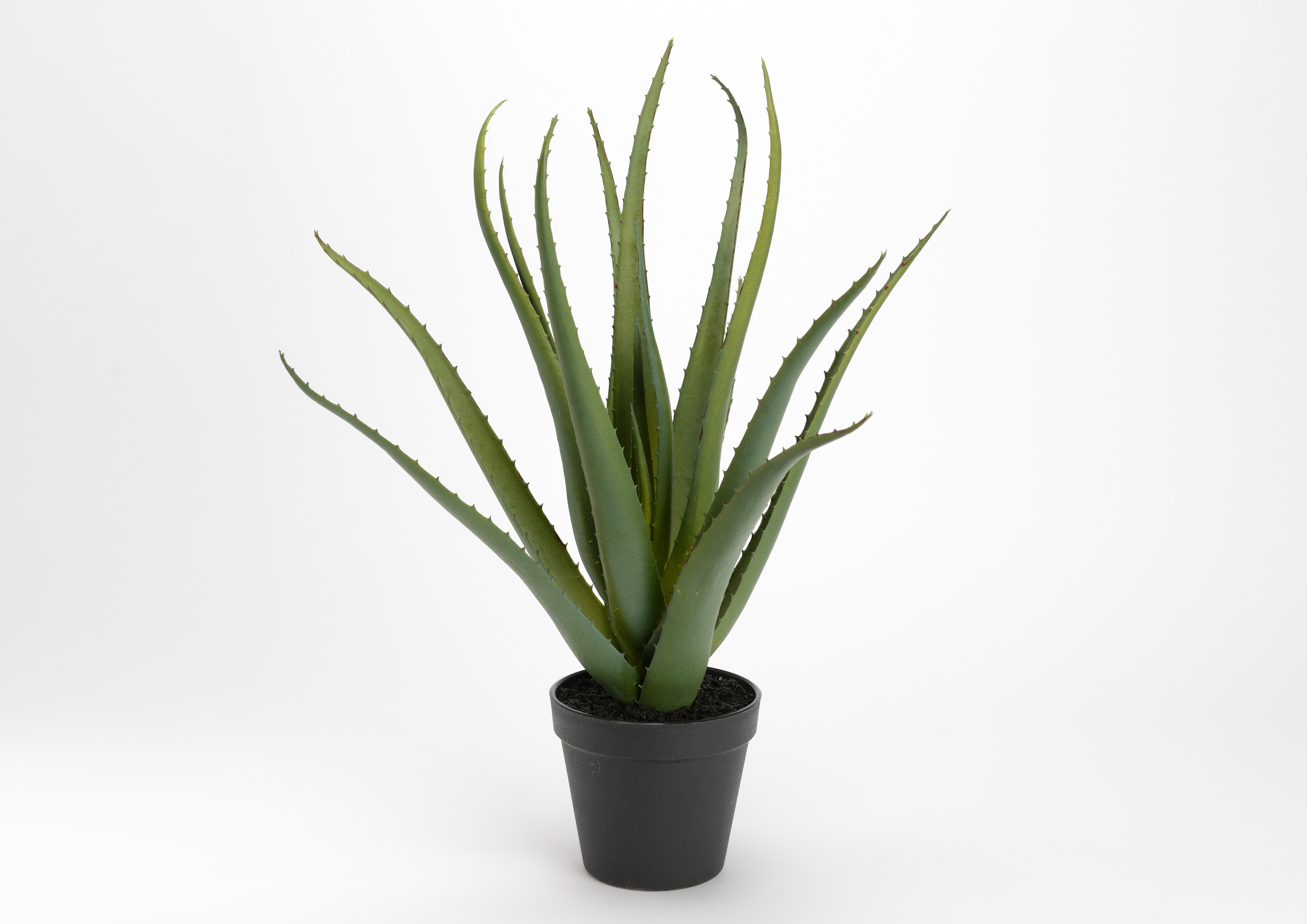 Aloe Vera Pot H45
