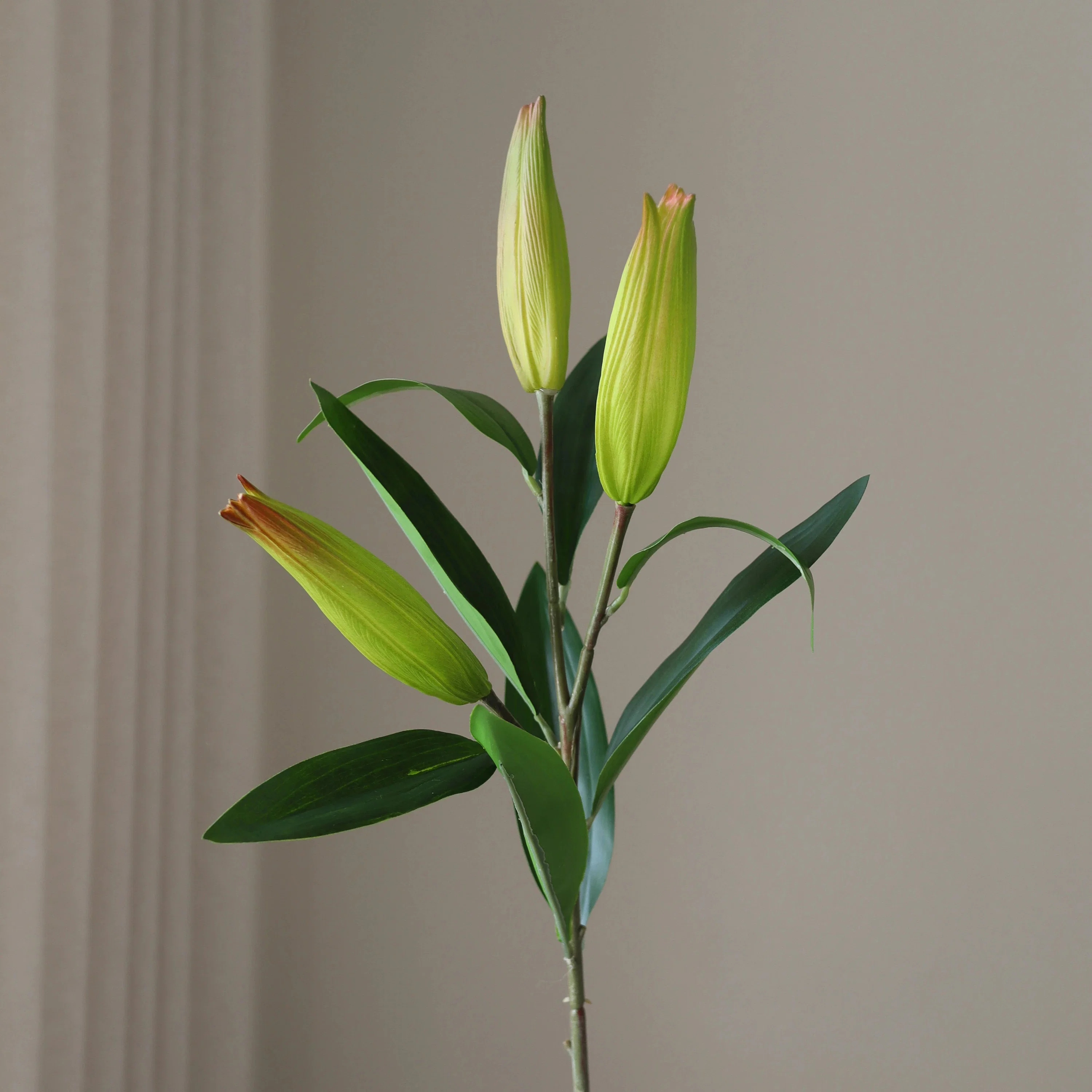 Green Unopened Lily Flower Bud