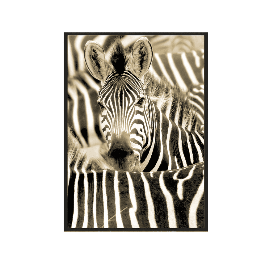 Serengeti Zebra 100x140