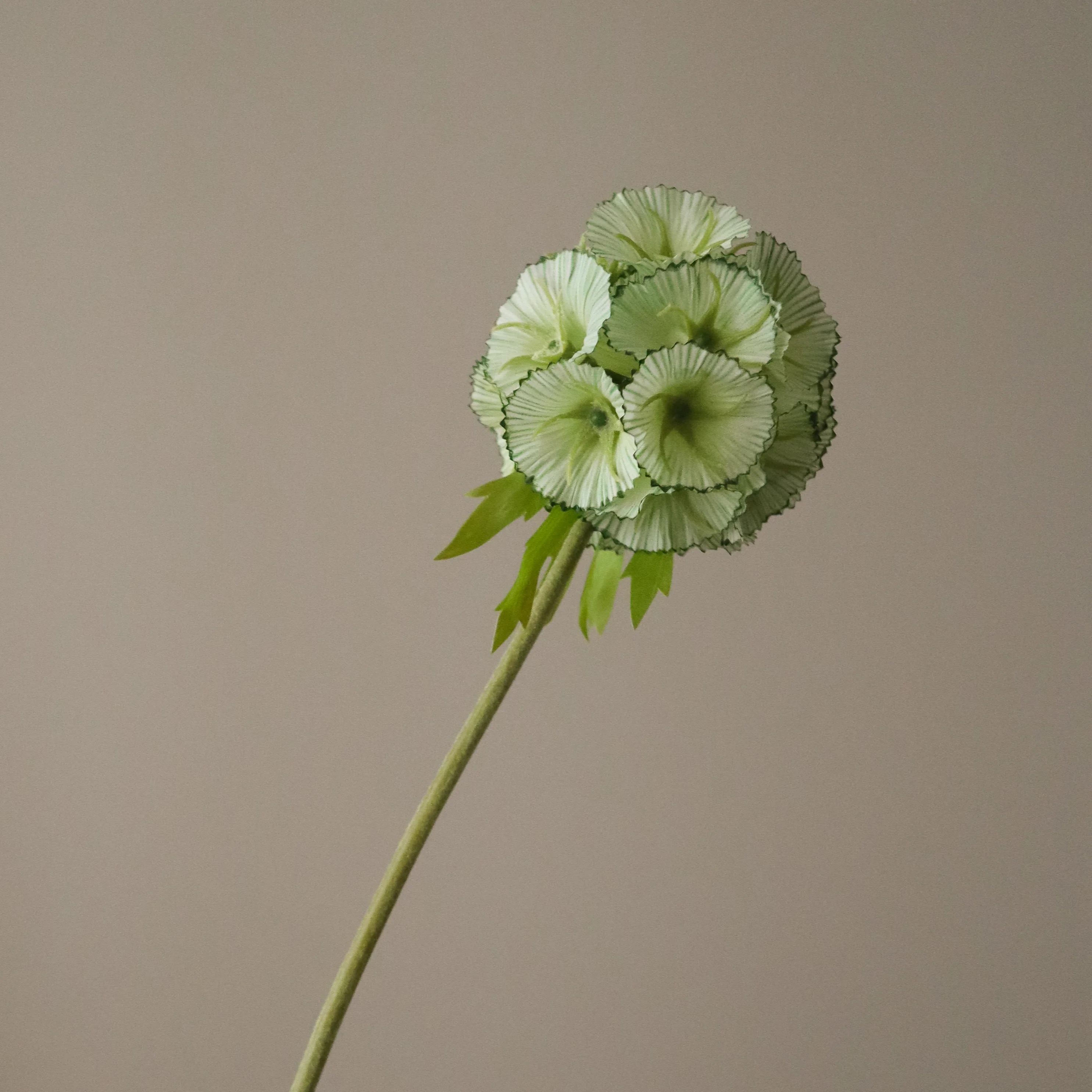 Light Green Scabiosa Seed Pod