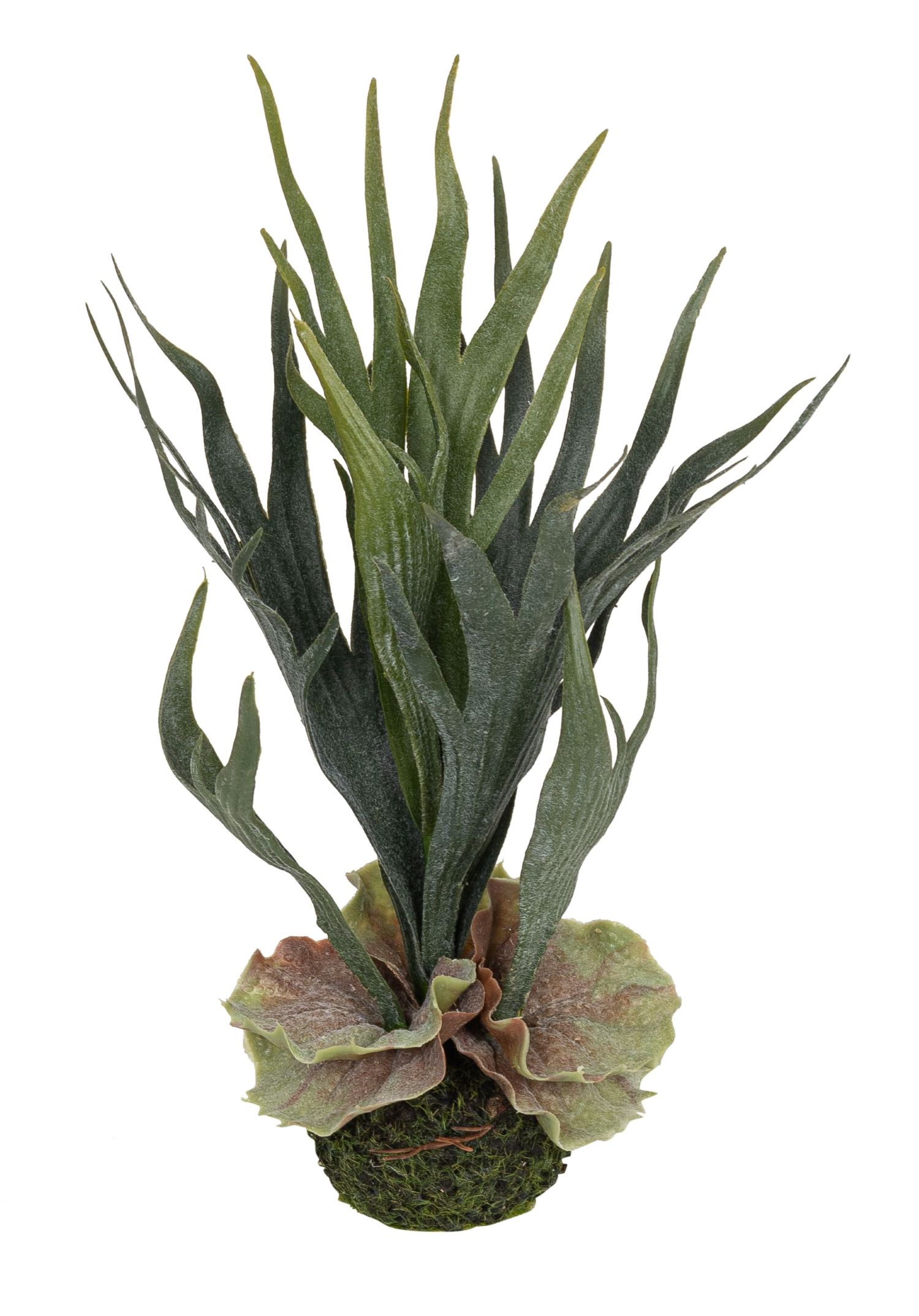 Geweihfarn auf Moosballen 32cm