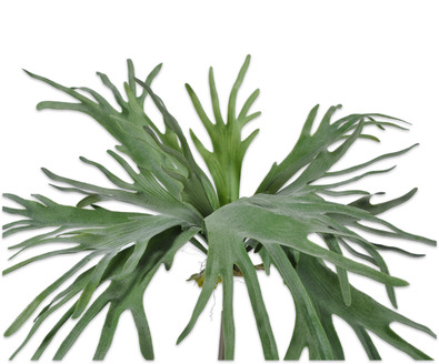 Staghorn Fern Busch grün 79cm