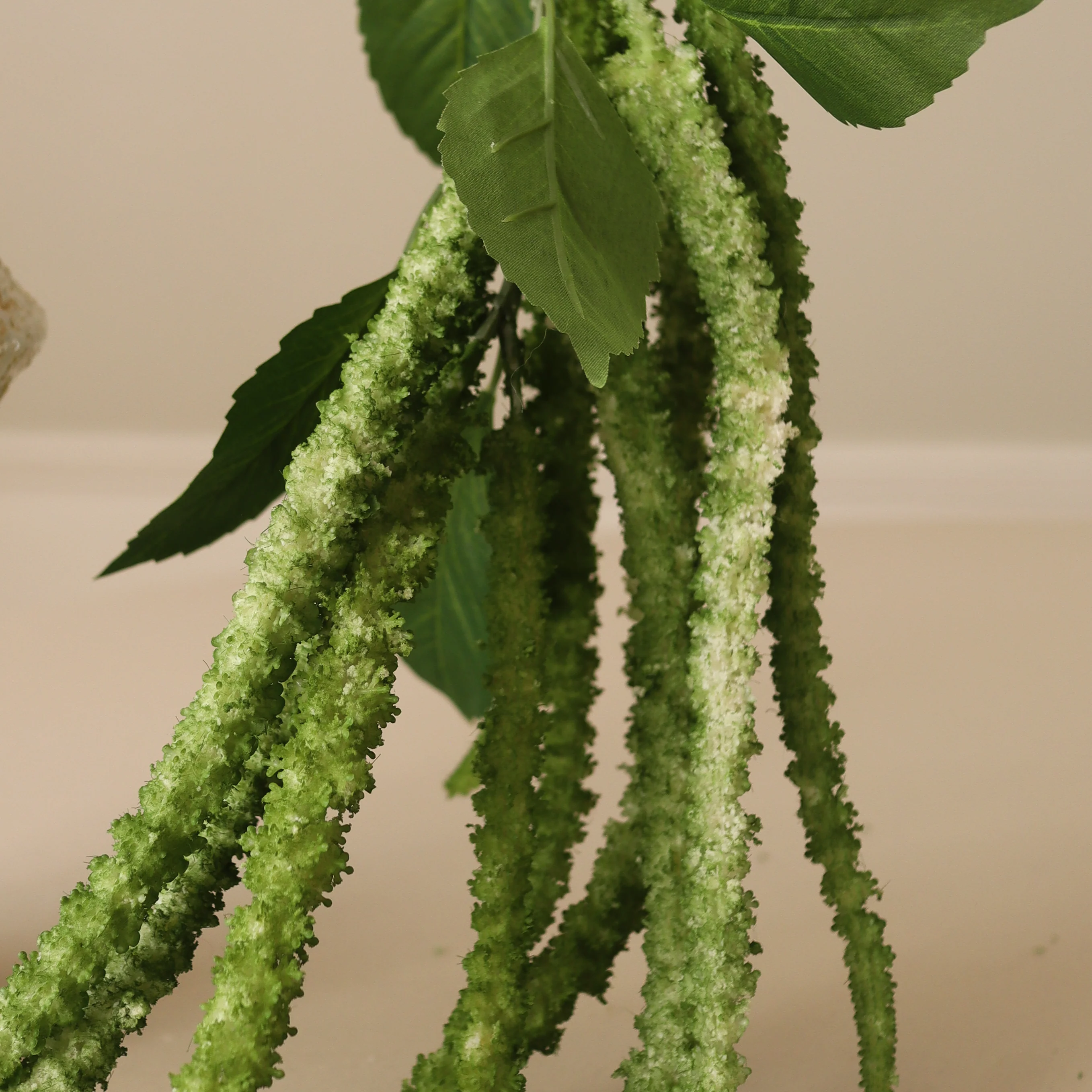 Green Three Forks Amaranthus